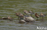 Krombekstrandloper (Calidris ferruginea)