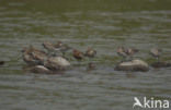 Krombekstrandloper (Calidris ferruginea)