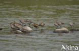 Krombekstrandloper (Calidris ferruginea)