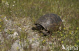 Tortoise (Testudo spec.)