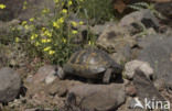 Tortoise (Testudo spec.)