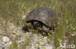 Landschildpad spec. (Testudo spec.)