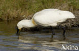 Eurasian Spoonbill (Platalea leucorodia)
