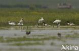 Eurasian Spoonbill (Platalea leucorodia)