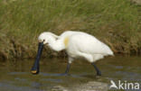 Eurasian Spoonbill (Platalea leucorodia)