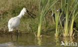 Eurasian Spoonbill (Platalea leucorodia)