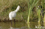 Eurasian Spoonbill (Platalea leucorodia)