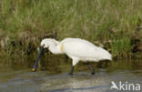 Eurasian Spoonbill (Platalea leucorodia)