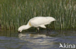 Eurasian Spoonbill (Platalea leucorodia)