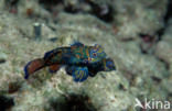 Mandarinfish (Pterosynchiropus splendidus)