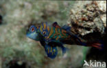 Mandarinfish (Pterosynchiropus splendidus)