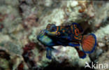 Mandarinfish (Pterosynchiropus splendidus)