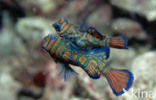Mandarinfish (Pterosynchiropus splendidus)