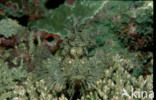 Merlet schorpioenvis (Rhinopias aphanes)