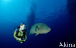 Humpback wrasse