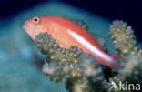 Oogboog koraalklimmer (Paracirrhites arcatus)