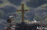 White Stork (Ciconia ciconia)