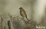 Whinchat (Saxicola rubetra)