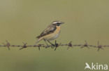 Whinchat (Saxicola rubetra)