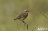 Whinchat (Saxicola rubetra)