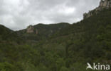 Parc national des Cévennes