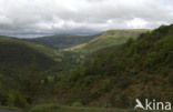 Cévennes National Park