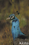 Indian Peafowl (Pavo cristatus)