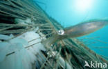 Reef squid (Sepioteuthis australis)