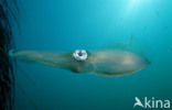 Reef squid (Sepioteuthis australis)