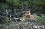 Poema (Puma concolor)