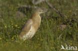 Ralreiger (Ardeola ralloides)