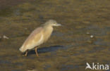 Ralreiger (Ardeola ralloides)