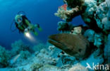 Giant Moray (Gymnothorax javanicus)