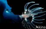 Spotfin lionfish (Pterois antennata)