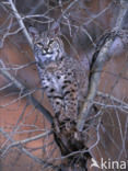 Bobcat (Lynx rufus)