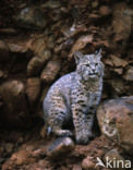 Bobcat (Lynx rufus)