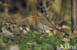 European Robin (Erithacus rubecula)