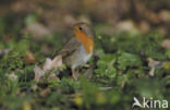 European Robin (Erithacus rubecula)