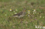 Roodkeelpieper (Anthus cervinus)