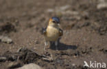 Roodstuitzwaluw (Hirundo daurica)