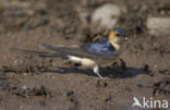 Roodstuitzwaluw (Hirundo daurica)