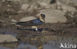 Roodstuitzwaluw (Hirundo daurica)