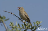 Rufous-tailed Scrub-Robin (Erythropygia galactotes)