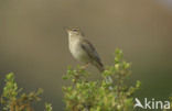 Rufous-tailed Scrub-Robin (Erythropygia galactotes)