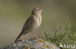 Rufous-tailed Scrub-Robin (Erythropygia galactotes)