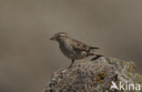 Rock Petronia (Petronia petronia)