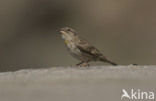 Rock Petronia (Petronia petronia)