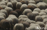 Sheep (Ovis domesticus)