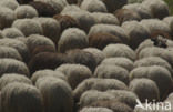 Sheep (Ovis domesticus)