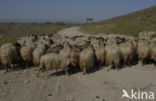 Schaap (Ovis domesticus)